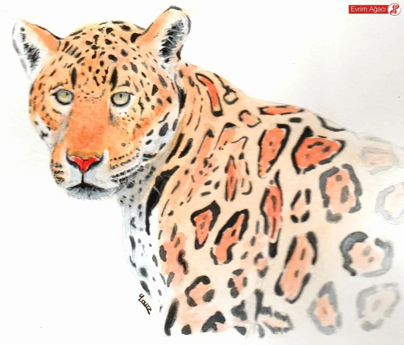 Jaguar (Panthera onca) çizimi.