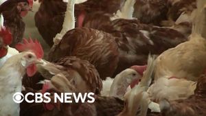 Bird Flu Outbreaks Spark Urgent Responses In Japan And Poland