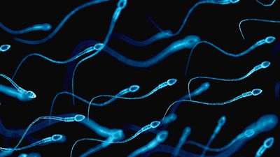 Spermlerin Dişi Vücudunda Yolculuğu!