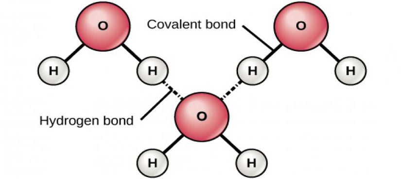 Resim 4: Hidrojen bağları kısmi pozitif (δ+) ile kısmi negatif (δ–) yüklü polar kovalent molekülleri arasında oluşur, mesela su.