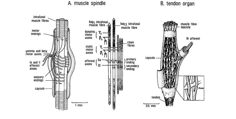 Kas iğciği (A) ve Golgi tendon organı (B)