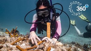 Florida's Coral Reefs In Crisis Amid Record Ocean Temperatures