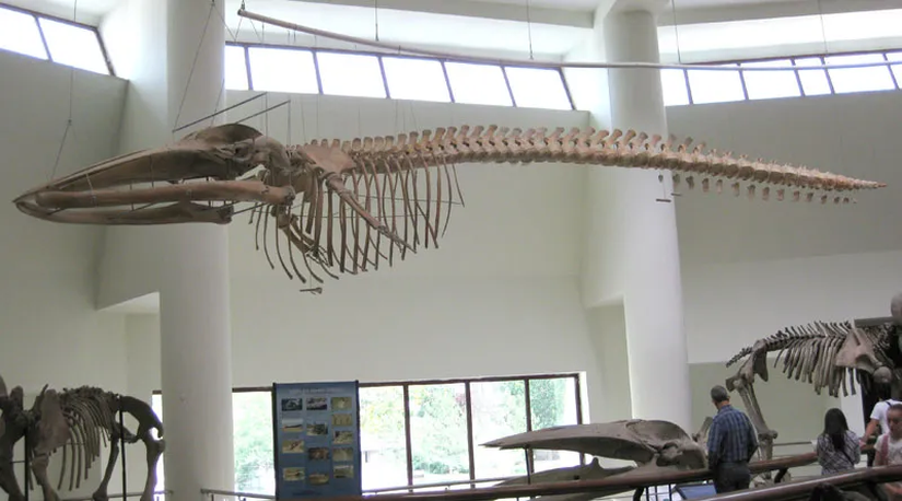 Ankara'daki MTA Doğa Tarihi Müzesi'ndeki balina iskeletinde de körelmiş pelvis kemikleri görülmektedir.