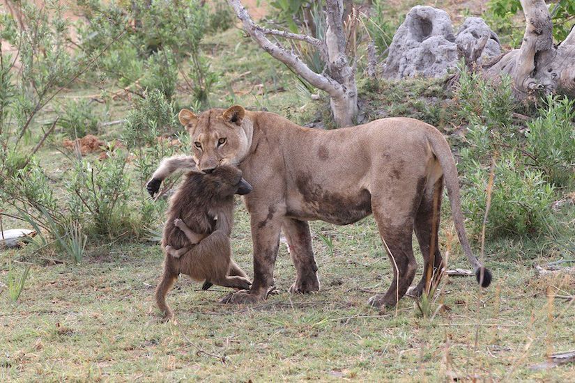Aslanlar dişi bir babunu avlıyorlar. Anneye sarılan yavru görülüyor.