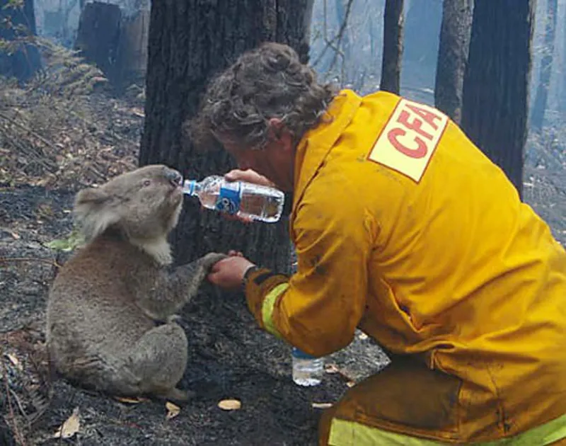 Yavaş hareketleri nedeniyle koalalar, Avustralya yangınlarındaki en dezavantajı memelilerdir. 2009 Kara Cumartesi yangını sırasında itfaiyeci tarafından kurtarılan Sam adlı koalanın su içerkenki fotoğrafı. Sam, iki sene sonra bakım merkezinde hayatını kaybediyor.
