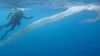 Pirozomlar: Okyanusun Tüpsü Hayaletleri