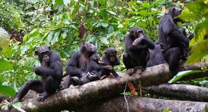 Do Chimpanzees Share More Than Just DNA With Humans?