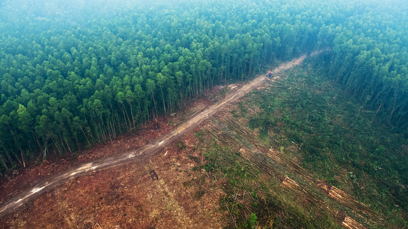Dünyanın en kötü ormansızlaşma oranlarından birine sahip olan Endonezya'nın Sumatra adasında, 2000 yılından bu yana ağaç kesilen bölgelerdeki sıcaklıklar ortalama 1,05 santigrat derece artmıştır.