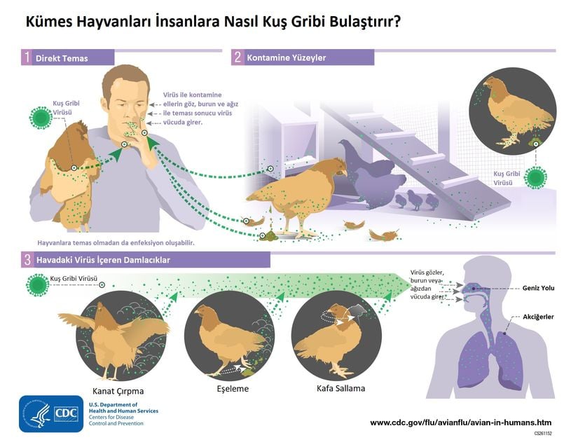 Kümes hayvanlarından insanlara kuş gribi virüsünün bulaşma yolları.