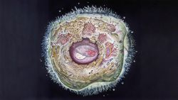 Hücre Yapısı: Organel Nedir? Hücrelerde Hangi Organeller Bulunur?