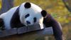 Bir Pandanın Daha Çok Yemek Alabilmek İçin Hamile Taklidi Yapmasının Gerçek Nedeni Düşük Olabilir!