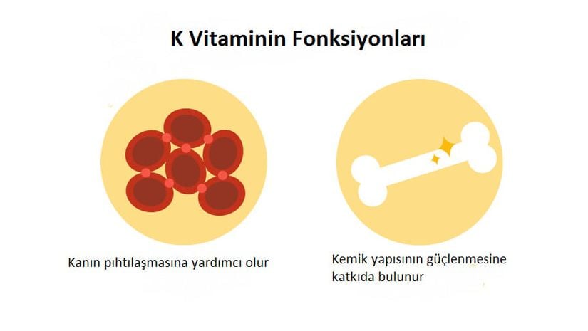 K vitaminin fonksiyonları.