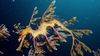 Yapraklı Denizejderi (Phycodurus eques)