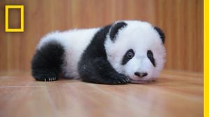 Giant Pandas Return To National Zoo Bringing Excitement