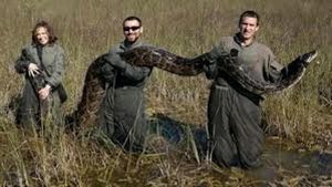 Florida Python Challenge Seeks To Curb Ecological Threats