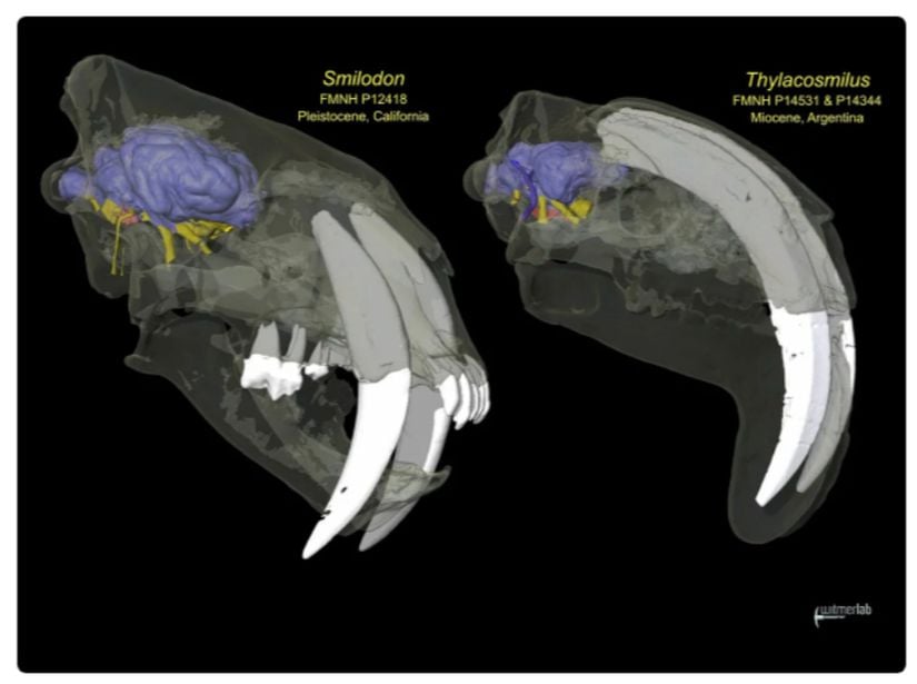 Smilodon ve Thylacosmilus dişlerin kafatası içerisindeki girintisinin öne çıkarıldığı bir analiz görseli.