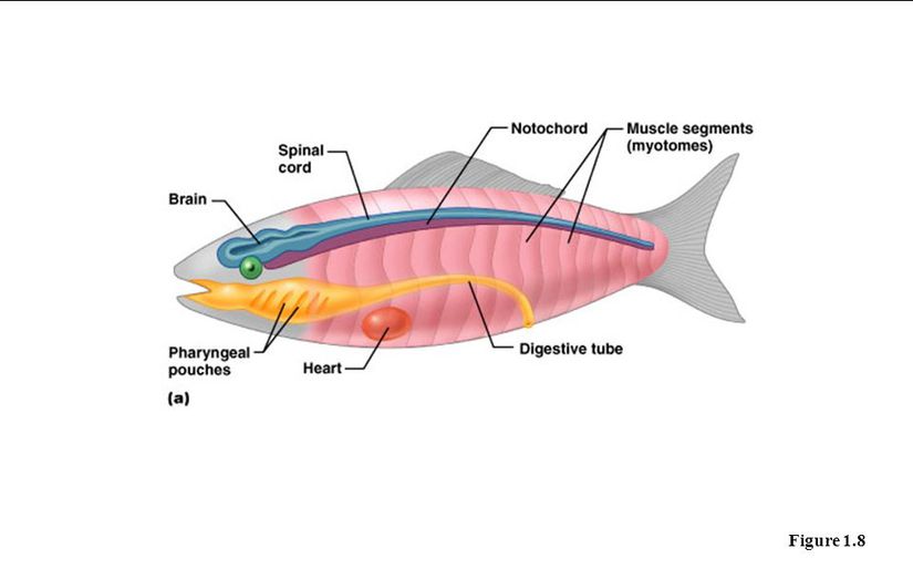 Deuterostomes (İkinci Ağızlılar)