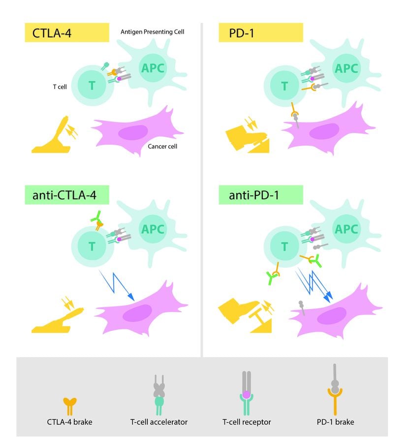 Anti-CTLA-4 ve Anti-PD-1 antikorlarının etkisi.