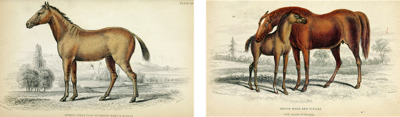 Sol: Lord Morton'un bataklık zebrası ve Arap atından olan hibriti Sağ: Arap atı ve sonraki çiftleşmeden olan yavrusu