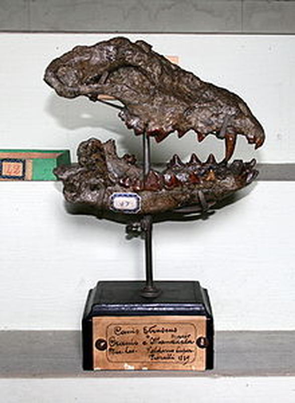 Montevarchi Paleontoloji Müzesinde bulunan Canis etruscus kafatası