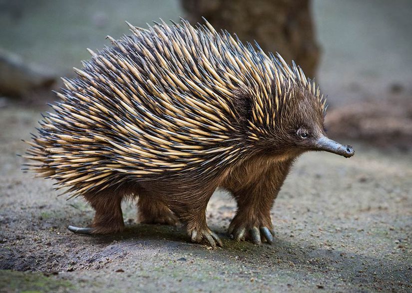 Kısa gagalı ekidne (Tachyglossus aculeatus)