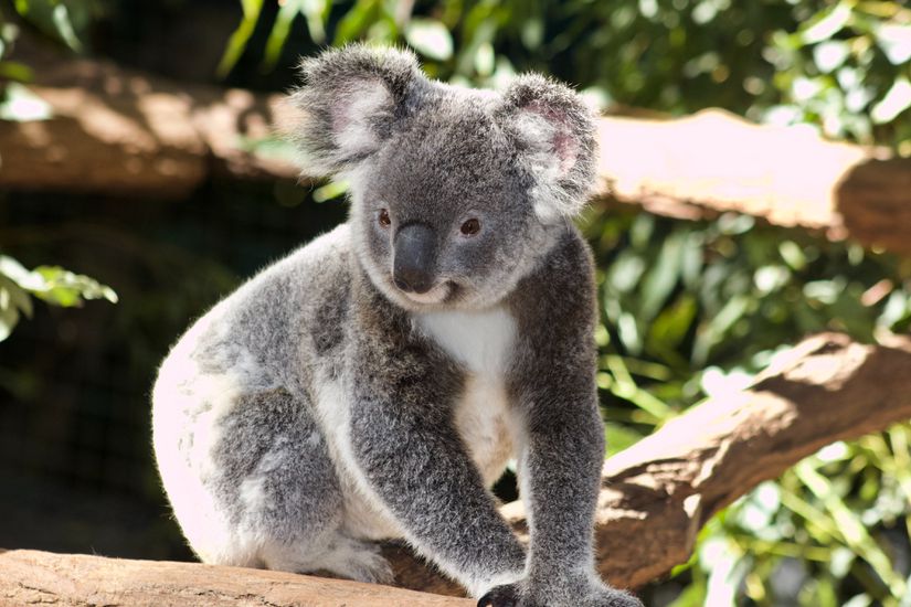 Kanguru Adası'ndakiler gibi birkaç koala popülasyonu koala retrovirüsünden arınmışken diğerleri hastalıktan etkilenmeye devam ediyor.