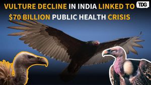 Vulture Population Decline Causes Human Health Crisis In India