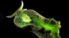 Kleptoplazi: Bir Hayvan, Bitki Genlerini Çalıp, Klorofil Üretip, Fotosentez Yaparak Kendi Besinini Üretebiliyor!