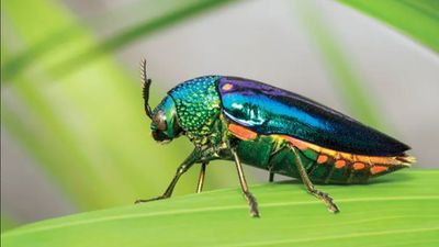 Bazı Böcekler Neden Parlaktır? Böceklerde Yanardönerliğin Evrimsel İşlevi Ne?