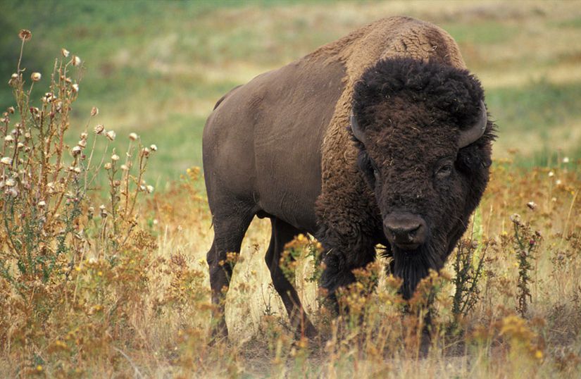 Bufalo olarak bilinen Amerika bizonu (Bison bison), Amerika çayırlarını yüksek nüfuslarıyla domine etmiş bir hayvandır.