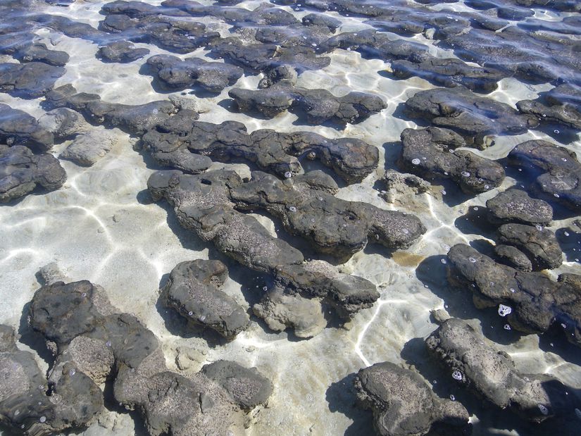 Batı Avustralya'daki Shark Bay'deki stromatolit popülasyonları.