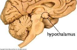 Sinirbilim ve Beyin - 9: Diensefalon (Ara Beyin) - Hipotalamus