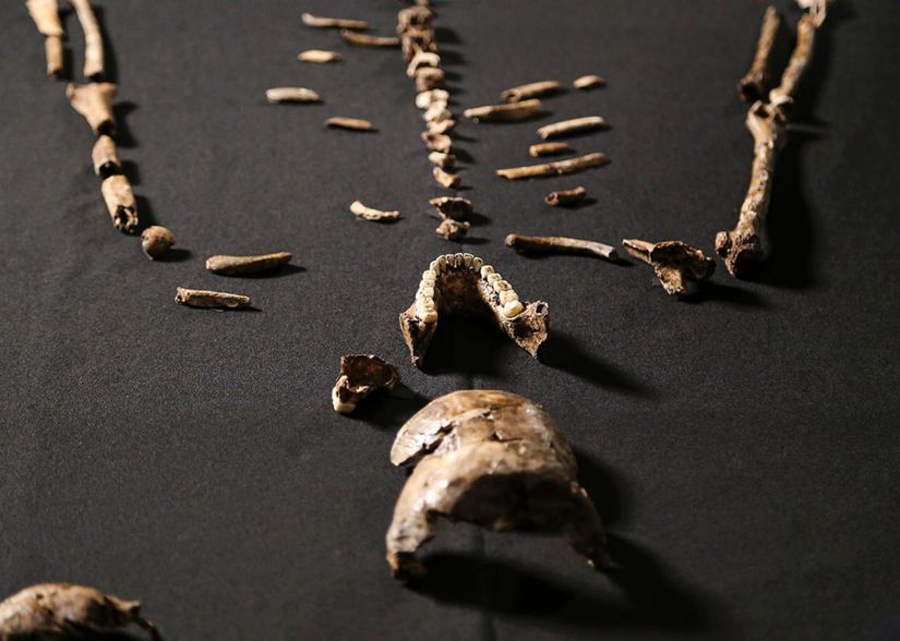 Witwatersrand Üniversitesi Evrimsel Araştırmalar Enstitüsü'ndeki kemik kasasında korunan Homo naledi fosili