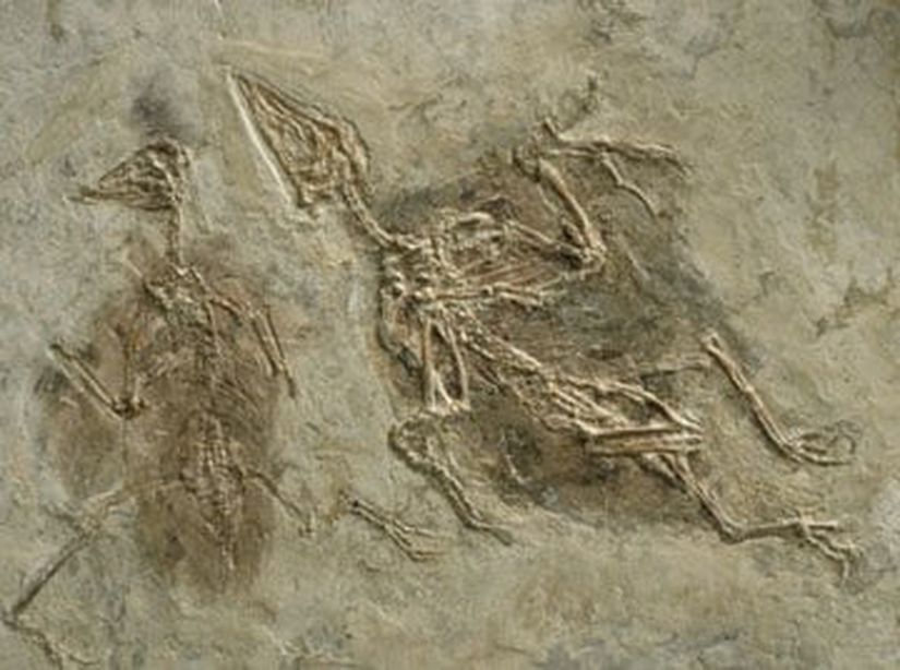 Archaeoraptor (Archaeoraptor liaoningensis)