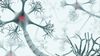 Sinirbilim ve Beyin - 1: Sinir Sisteminin Evrimsel Geçmişi