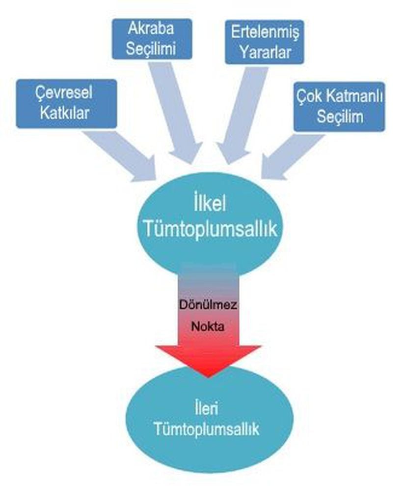 İlkel tümtoplumsallığın evrimine katkıda bulunan etmenleri ve ileri tümtoplumsallığın tersinir bir toplumsal durum olmadığını (“dönülmez” noktayı geçmiş, işçiler bağımsız olarak üreme yetisini kaybetmiştir) gösteren çizim.