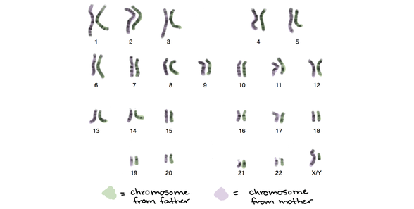 Bölünme öncesinde kromozomlar...