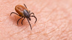 Unraveling the Mysteries of Tick-Borne Encephalitis Virus