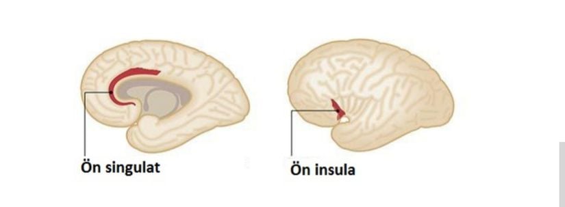 Beyinde yoğun VEN dağılımına sahip ön singulat ve ön insula bölgeleri.