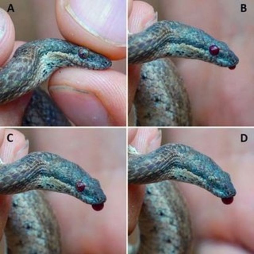 Sefalik otohemoraji yapan bir Bahama cüce boa yılanı (T. curtus barbouri).