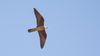 Ada doğanı (Falco eleonorae)