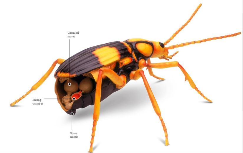 Bombardıman Böceğinin Fizyolojisi
