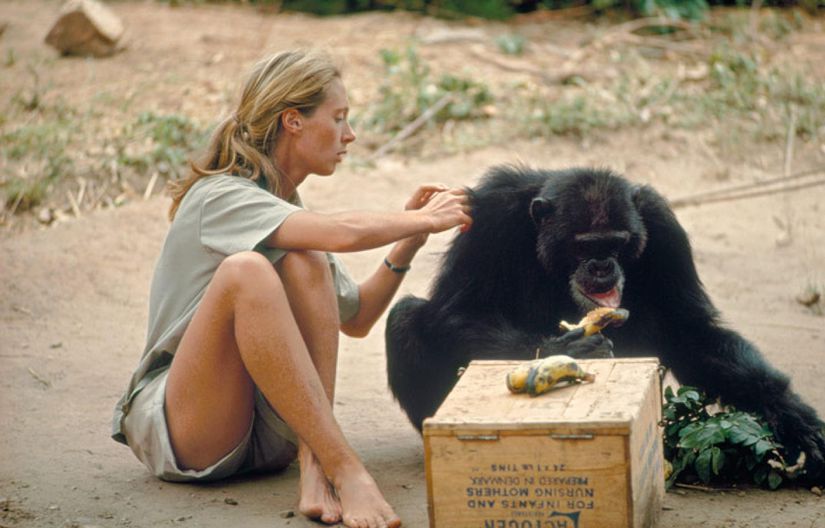 Jane Goodall (1960'lı yıllar)