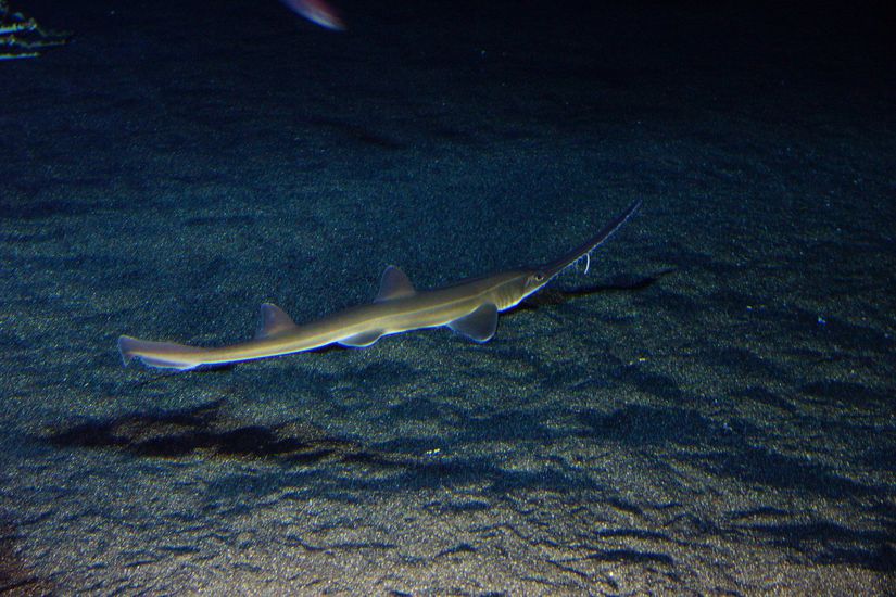 Testere köpekbalığı - Testere köpekbalıklarının solungaçları vücutlarının yanlarındadır ve gövdeleri silindiriktir.