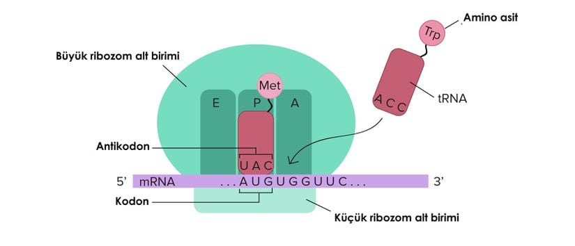 Translasyon, tRNA antikodonunun mRNA'daki kodonu tanımasıyla başlar. Büyük ribozomal alt birim, küçük alt birim ile birleşir ve ikinci bir tRNA devreye girer. mRNA ilgili ribozoma doğru hareket ettikçe, polipeptit zinciri oluşur. A bölgesine serbest bırakma faktörünün girişi, translasyonu sonlandırır ve bileşenler ayrışır.