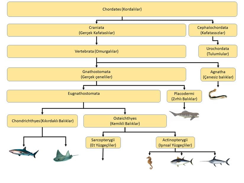 Yaklaşık 535 milyon yıl önce dallanan Kordalılar (Chordata) filumu ve taksonomisi. İnsan türüne gidecek dal Sarcopterygii (Et Yüzgeçliler) üzerindendir.