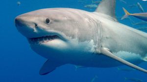 Shark Attacks Raise Concerns Globally