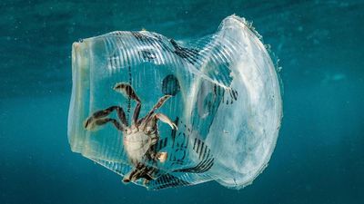 2050 Yılına Kadar Okyanuslarımızda Balıktan Çok Plastik Olacak!