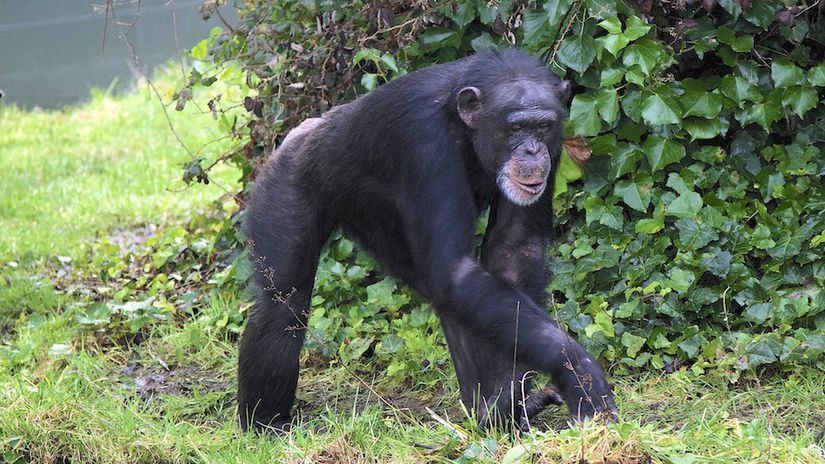 Knuckle-walking yapan bir şempanze.