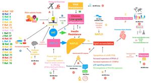 Can a Virus Make You Gain Weight? Understanding Ad-36's Role in Adipogenesis